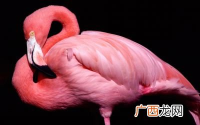 火烈鸟为什么是粉红色的,红鹮和火烈鸟的区别？