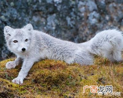 世界上狐狸的种类有几种叫什么,狐狸有哪些种类?