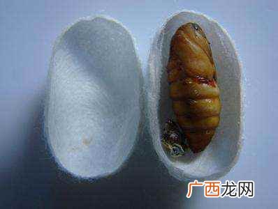 吃不完的蚕蛹怎么保存