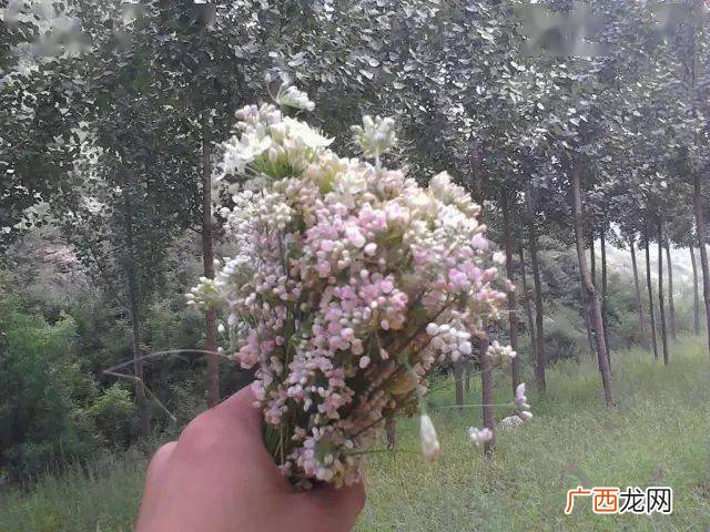山葱花几月份采摘,葱怎么拔？