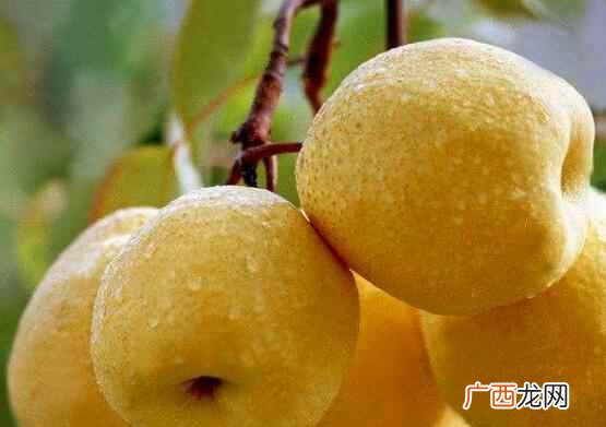 公梨和母梨的区别