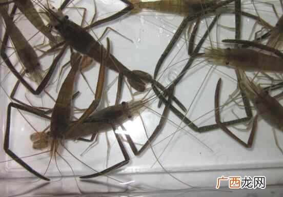 河虾和基围虾怎么区分