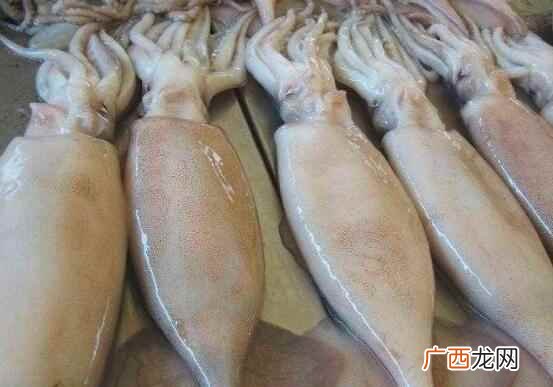 鱿鱼和墨鱼的营养价值区别 鱿鱼和墨鱼的区别