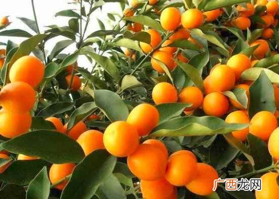 金桔柠檬水是夏季最热销的一杯饮料 金桔和青柠的区别