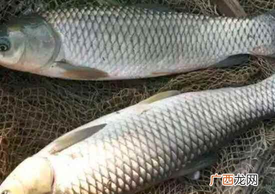 草鱼和鲫鱼的营养价值区别 草鱼和鲫鱼的区别