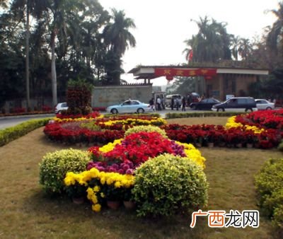 广州植物园里有什么植物,广州市白兰花树那里多?