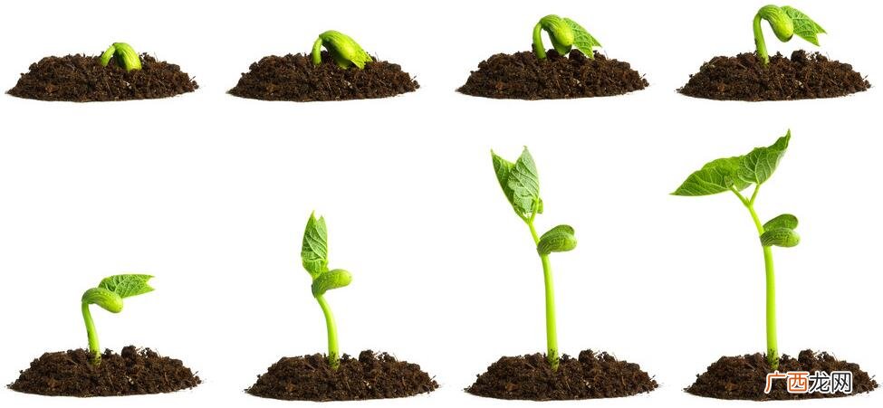 种子发芽过程是怎样的,种子如何在土壤中发芽？