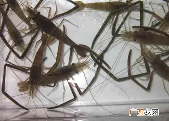 河虾和海虾的营养价值区别 河虾和海虾的区别