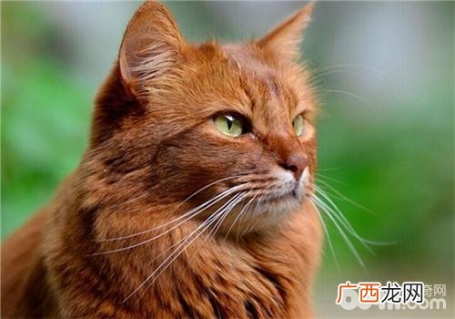 猫咪怎么驱虫,如何给猫驱虫？