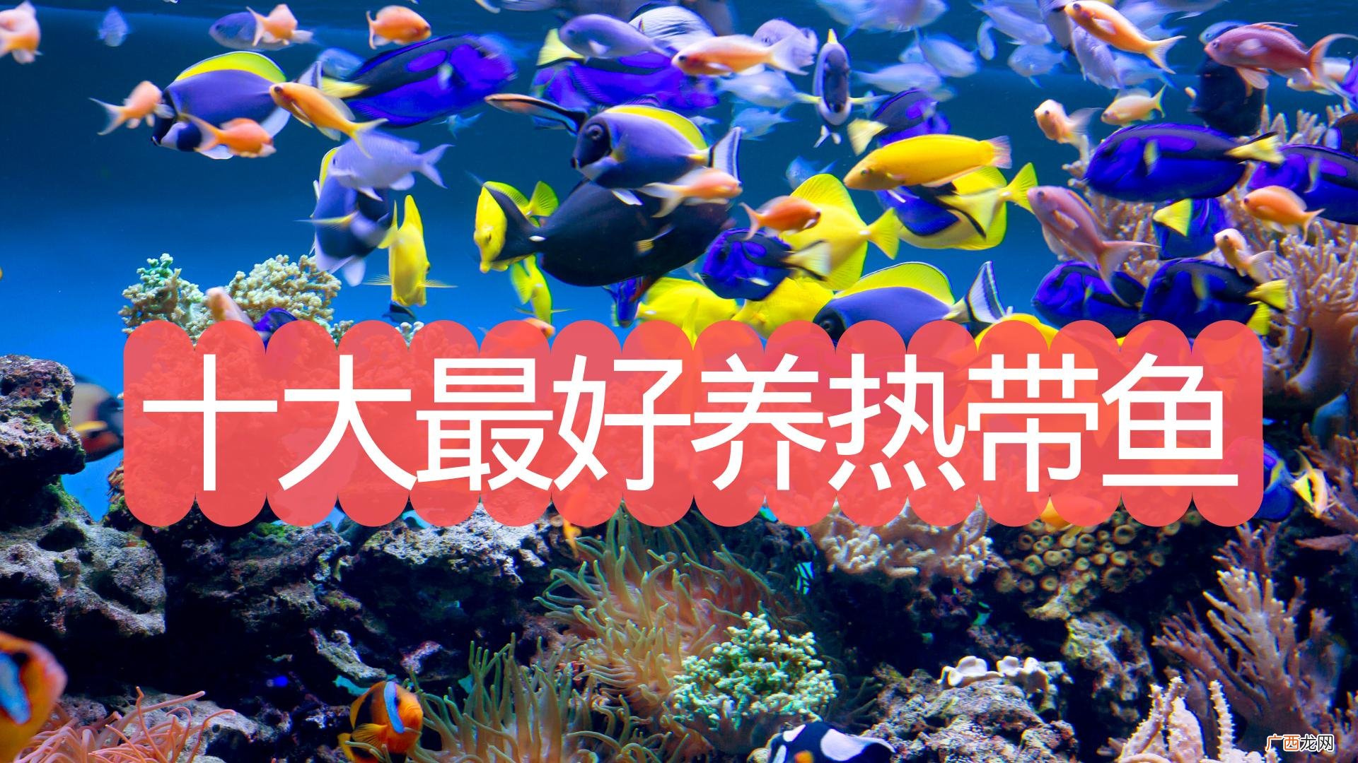 10种最好养的鱼，适合懒人养 十大养不死的热带鱼