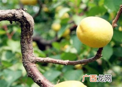 杏什么时候成熟采摘,杏几成熟摘好？