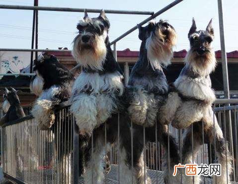 合肥哪里有宠物市场啊,合肥哪有卖狗狗的地方?比较大的狗市在哪?