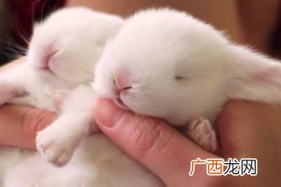 兔子能不能躺着睡觉,请问能不能让兔子这样躺着？