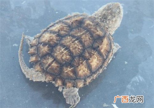 杂佛鳄龟怎么养的漂亮,佛鳄冷水养有什么好处？