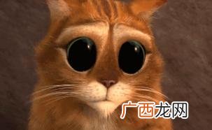 有关猫的动画电影,一部猫爱上老鼠的动漫电影？