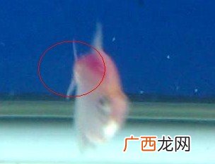 彩裙是不是热带鱼,彩裙鱼能和灯鱼混养吗？