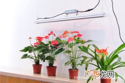 如何使用植物照明LED植物生长灯,多肉补光灯原理及使用方法？
