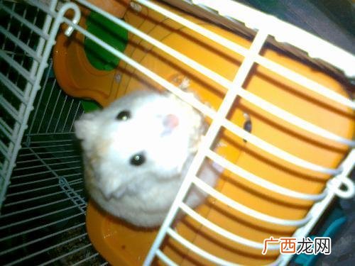 仓鼠几天不喝水会死,仓鼠光喝水能撑多久？