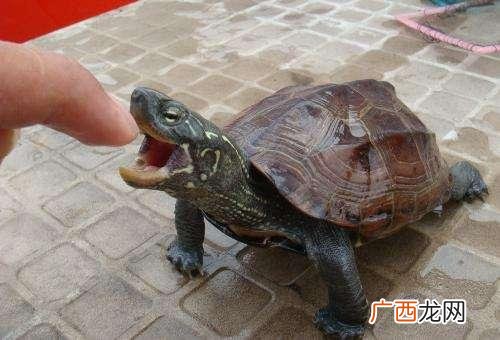 甲鱼是乌龟还是鱼呢,甲鱼和乌龟一个物种吗？