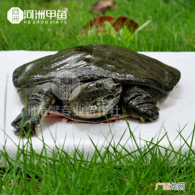 甲鱼是乌龟还是鱼呢,甲鱼和乌龟一个物种吗？