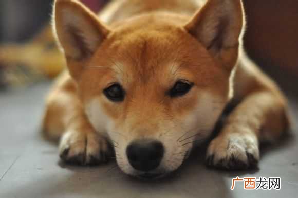 柴犬和中华田园犬的区别,什么是柴狗?