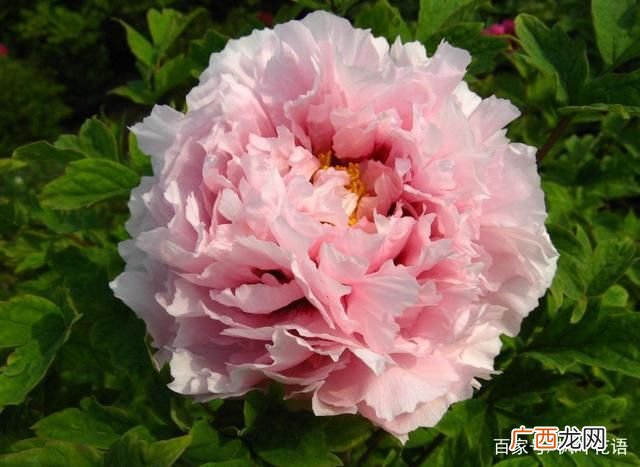 黄牡丹的花语和含义,四季牡丹的花语是什么？