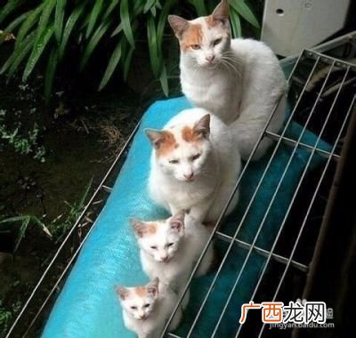 两只猫老是打架怎么办,家里一大一小两猫老打架怎么劝啊？