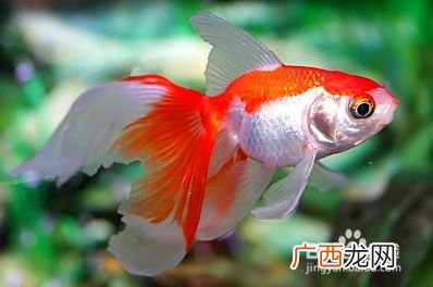 金鱼炸鳞怎么办如何处理,泰狮炸鳞怎么治？