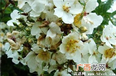 荼蘼花的花语,血色荼蘼花花语?