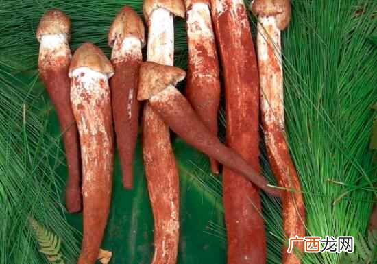 菌和菇在种类、营养价值以及吃法区别 菌和菇的区别