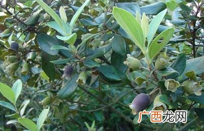 山竹树是什么样,山竹能长多高？