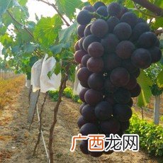 户太八号葡萄产地是哪里,户太八号葡萄，哪有卖正宗的？