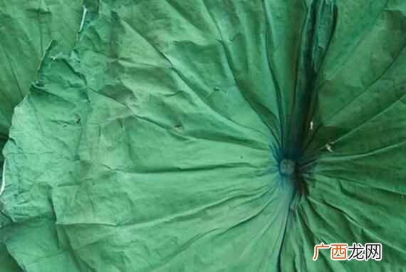 新鲜荷叶怎么晒干