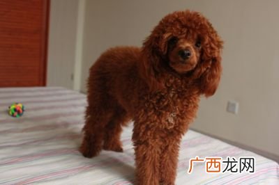 泰迪狗怎么养,45天的小泰迪怎么养？