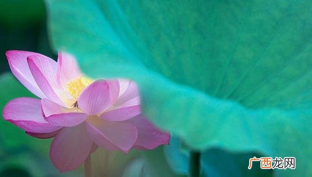 白莲花的15句金典语录,你了不起啊你清高类似句子？