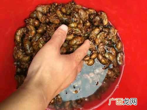 小知了猴的话是可以食用的吗 小知了猴能吃吗