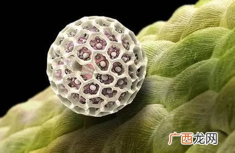 花粉萌发长出花粉管需要什么条件,花授粉后怎么生长？