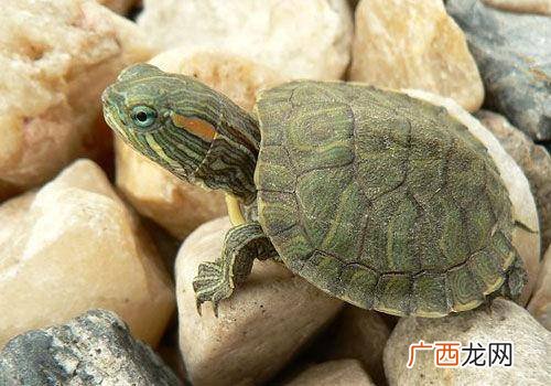 乌龟品种分类,常见的乌龟品种？