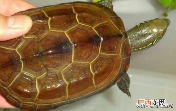 乌龟品种分类,常见的乌龟品种？