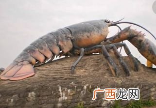 世界上最大的虾是什么虾,什么叫大罗氏虾?