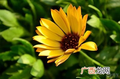 太阳菊花语,太阳菊花语？