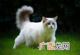 猫的尾巴有什么作用,动物的尾巴各有什么用？