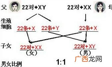 染色体的组成成分是什么,人工合成染色体的必需原料是什么？
