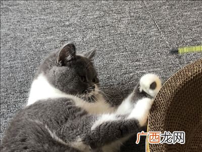 什么猫最好养,什么猫好养而且不贵不咬人不拆家？