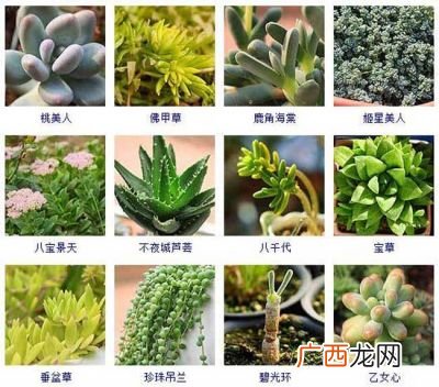 植物有哪些种类名称,植物的茎有哪些类型？