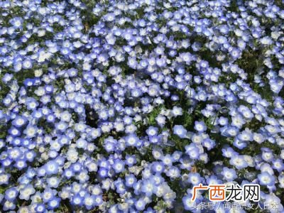 草英文可数吗,草用英文怎么？