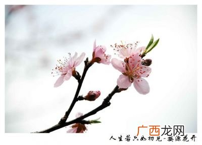 繁花落尽什么意思,坐看繁花尽落什么意思？