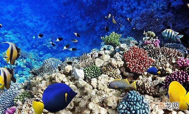 海底的生物有什么,海洋馆里有什么海洋生物？