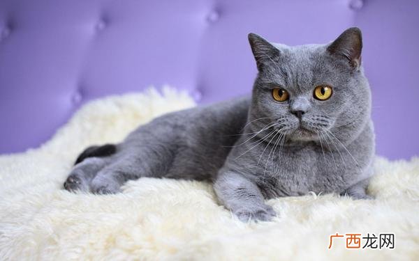 猫是什么性格,怎么选一只性格比较正常的猫咪？