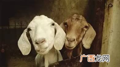 羊的耳朵像什么形状,世界上耳朵最大的羊？